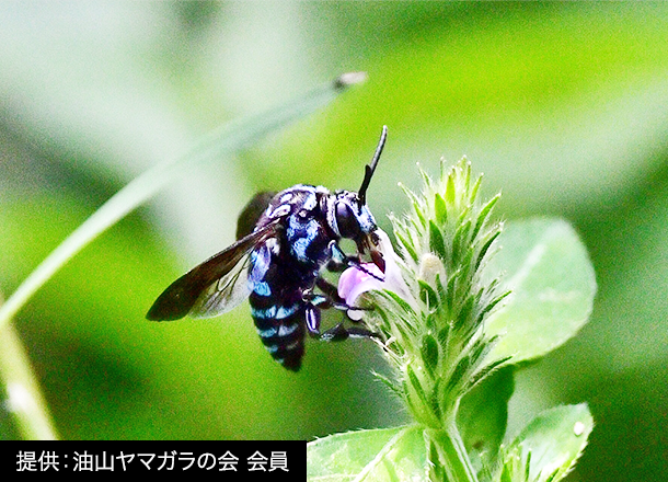 幸せを呼ぶ青い蜂 ナミルリモンハナバチ