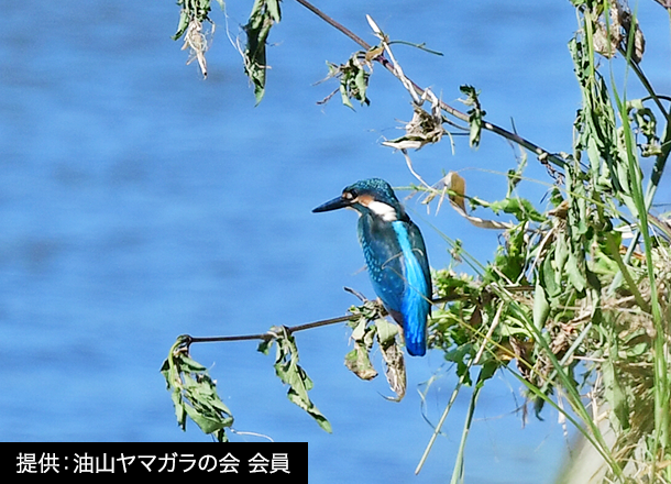 カワセミ