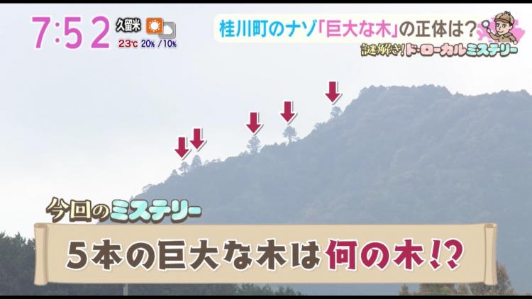 弥山岳（ややまだけ）にある謎の巨大な木は一体！？～ふるさとWish桂川町～