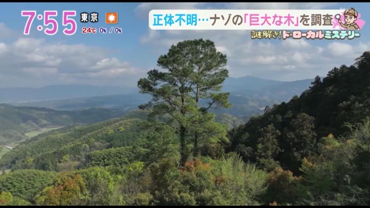 他の木より突出している様子がわかる（弥山岳の上空から撮影）