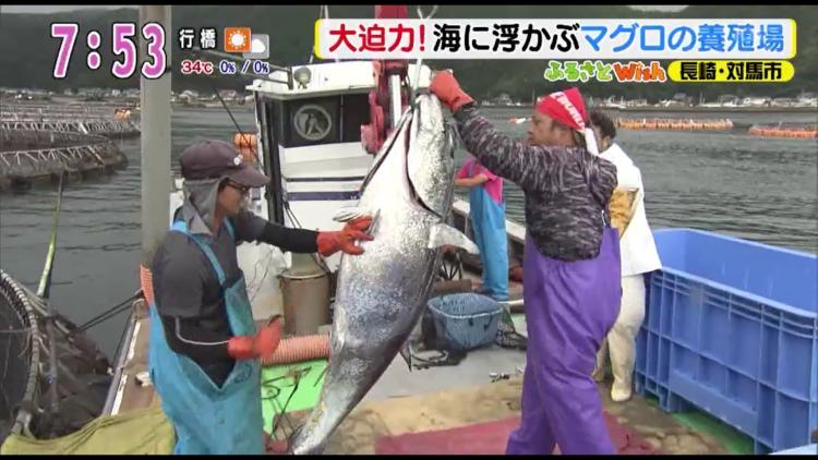 対馬のマグロが大ピンチ！　観光＆お取り寄せで応援を～ふるさとWish対馬市～