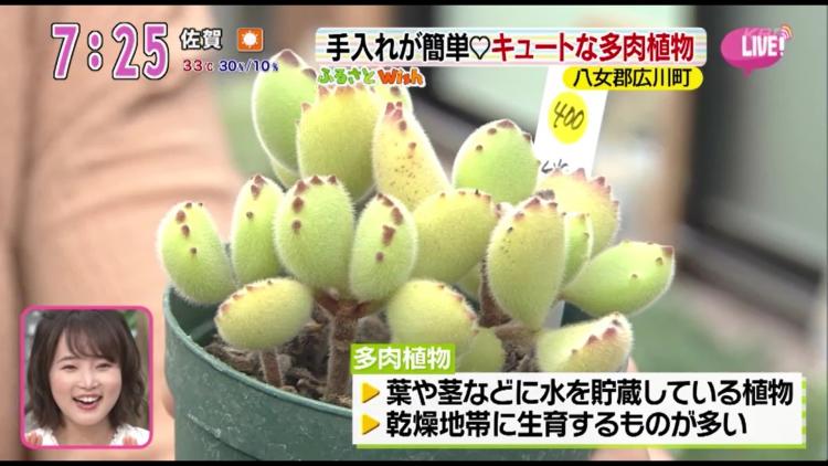 数珠が連なったような幾何学的なルックスの多肉植物も！