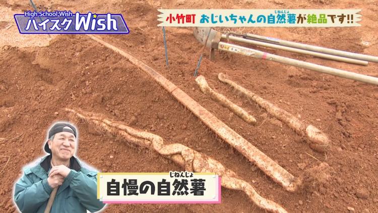 おじいちゃんの農園で自然薯をとったど～！～ふるさとWish小竹町～