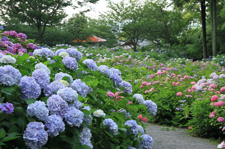 ※アサデス。KBCで紹介！【福岡 絶景!紫陽花スポット】6/30まで 千光寺『あじさい祭り』 境内に7000株（久留米市）