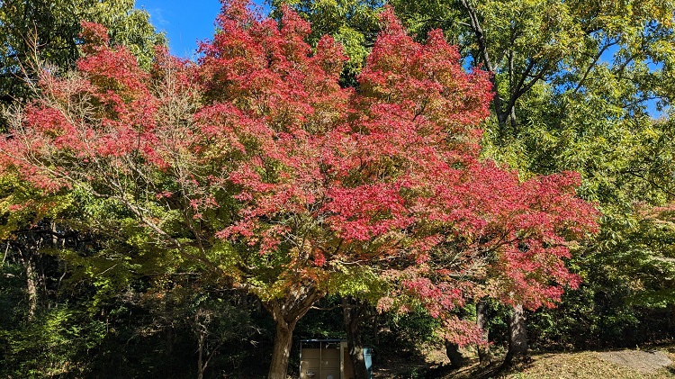 【紅葉スポット】『紅葉の森』（直方市）に行ってきました！今は3、4割の色づき