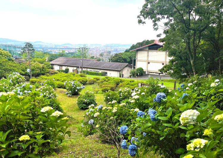 【福岡 絶景！紫陽花スポット】『皿山公園』のあじさい園が満開に　蒸気機関車＆3月にやってきたクジャクもいるよ♪（須恵町）