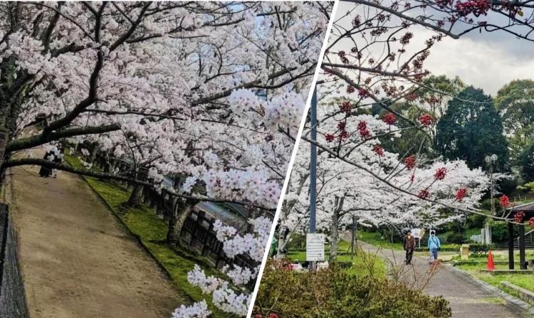 【桜＆お花見グルメ】地元の人気スポット２選！桜トンネルが見頃『碓井琴平公園』＆『稲築公園』（嘉麻市）