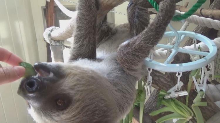 ナマケモノのそしゃく音が人気！大牟田市動物園がリモート開園～ふるさとWish大牟田市～