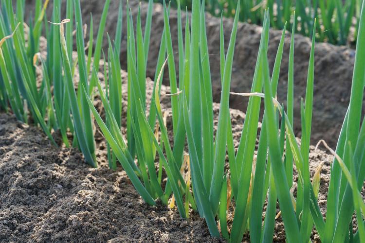 【注目の福岡市産ブランド野菜】知っておくべき『和白ねぎ』ミネラル豊富な砂地で70年前に誕生！大きくみずみずしい！おいしい食べ方＆レシピ！