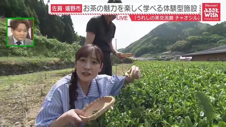 新茶でリフレッシュ！茶摘み体験＆おいしい入れ方も学べる「チャオシル」（佐賀県嬉野市）【ふるさとWish】