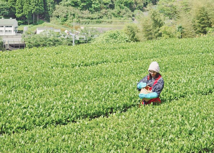 【OASIS~90秒の旅の記憶~】 八女茶発祥の地で、新茶の茶摘み体験！『八女茶の里（茶摘み体験）』（福岡・八女市）