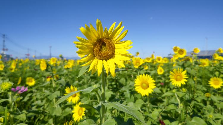 必見！夏の花「ひまわり」映えスポット！7/26・27「ひまわり狩り」を「久山植木」本店横の畑で開催（福岡・久山町）【イベント】