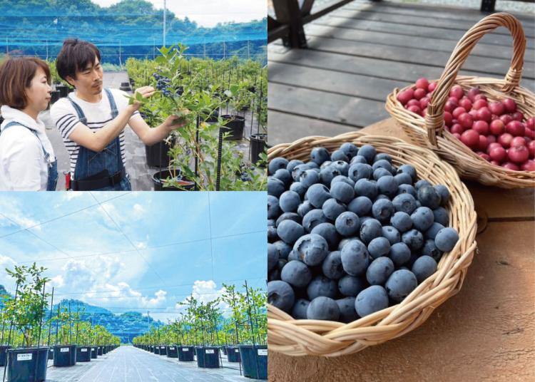 約40種類400本のブルーベリー狩り！6/7からスタート 食べ比べや農園カフェでスイーツも『Blueberry LABO直方』（福岡・直方市）【イベント】