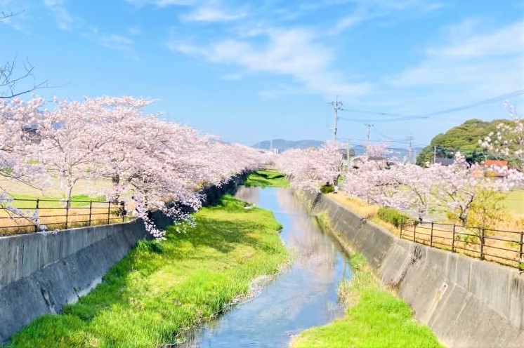 【桜＆お花見グルメ】山と川と桜のコラボ！歩きたくなる『貫川沿いの桜並木』（北九州市小倉南区）