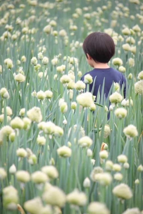 【糸島】生のネギが甘い！『糸島Negiフェス』4/30開催　収穫体験＆田んぼ宝探しなど　※無料バスについて追記あり