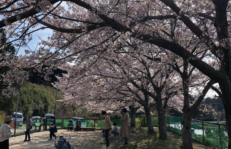 ※KBC『アサデス。』紹介！【桜＆お花見グルメ】『ドッグキャンパーレスト青柳』で愛犬とお花見＆ランチはいかが？市長も投稿「こが桜MAP」も参考に♪（古賀市）