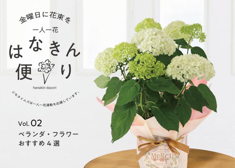 初心者でもOK！マイルームで 楽しむ「ベランダ・フラワー」。 最旬おすすめ4 選【一人一花 はなきん便り】