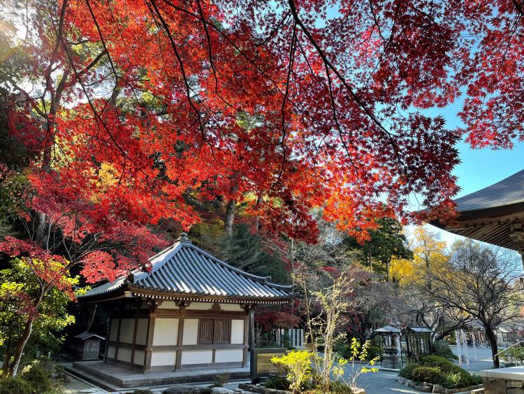 【紅葉見に行こう♪】実はマニアに人気の紅葉スポット！『鎮国寺』はカエデがいっそう鮮やかに染まる12月がねらい目！（福岡県宗像市）