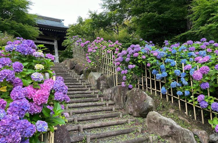 【福岡 絶景！紫陽花スポット】6/22～30 呑山観音寺の蚤の市『あじさい寺の観音市』開催！（福岡県・篠栗町）