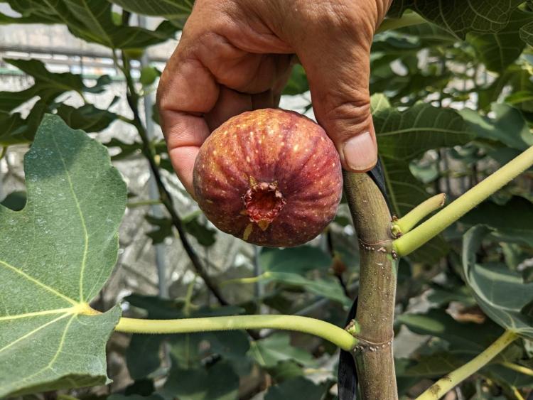 【かわさきパン博を100倍おいしく楽しむ特集】食材を提供する松江農園に行ってみた　たわわなイチジク＆ピカピカの栗！   