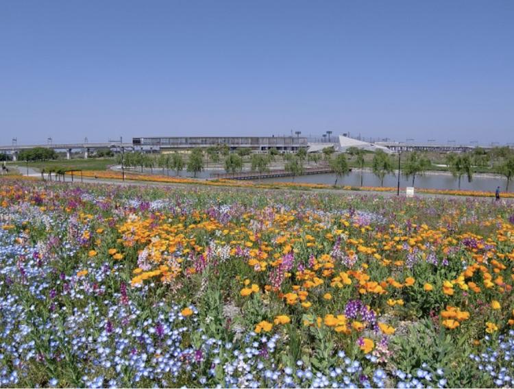 筑後広域公園のフラワーゾーン　GWが見頃！