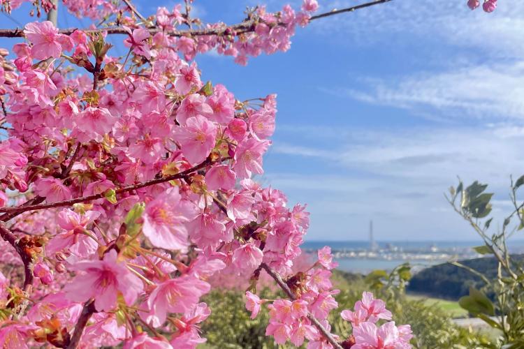 【ひと足早い桜を見よう！】ミカンの香る丘『静豊園』で300本の「河津桜」一般開放始まる！3/16まで（豊前市）