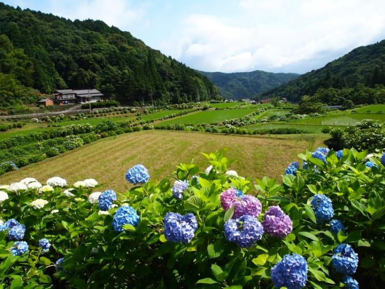 約16000株が彩る初夏の絶景！6/7～22『第16回 枝川内あじさい祭り』 3日限りのそば屋も登場！（豊前市）【イベント】