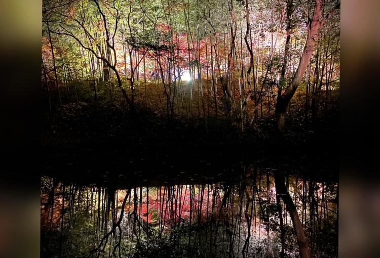 【紅葉見に行こう♪】昼も夜も紅葉散歩しよう！『福智山ろく花公園』（直方市） ライトアップは11/23から