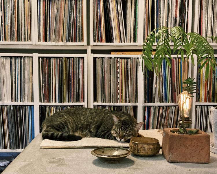 【まち歩き】『como es今泉』レコードと人、ときどき猫。都会の中にあるオアシス的Music Stand