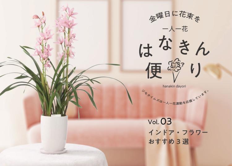 マイルームで花を育てよう！室内で楽しむ「インドア・フラワー」。おすすめ3選【一人一花はなきん便り】