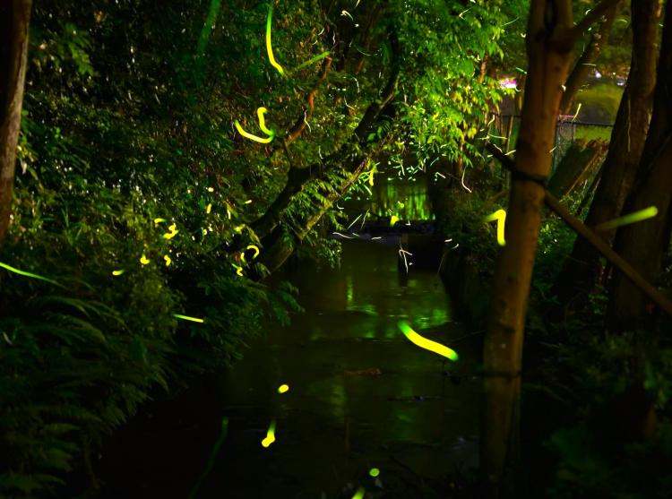 【ホタルを見に行こう】夜間特別開園！ホタルが暮らす公園「山田緑地」で『山田ほたる祭り2024』開催（6/7～9、6/14～16）（北九州市小倉北区）