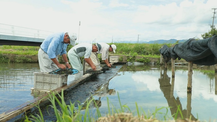 流れてきた川茸を収穫　水がきれいなだけでなく、水量や温度などさまざまな条件が整う必要がある