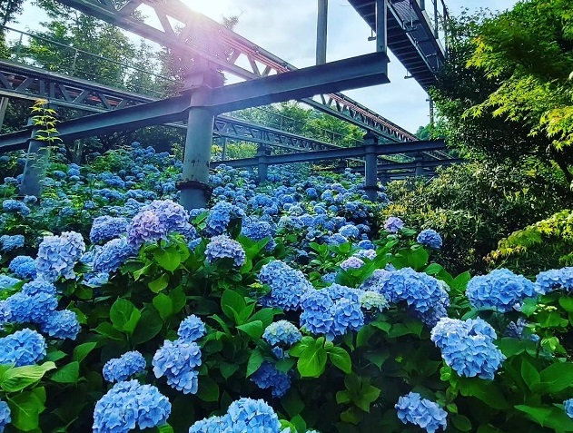 雨の日も楽しい！6/21、22は英彦山花園で『アジサイ摘み取り体験会』（添田町）