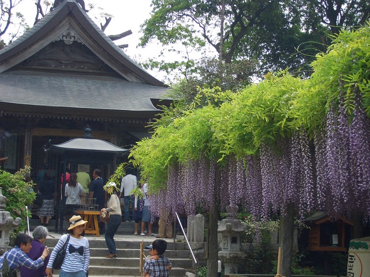 【福岡 藤の名所＆イベント】二日市温泉近くの“藤寺”武蔵寺で藤が満開！21日は「藤まつり」（筑紫野市）