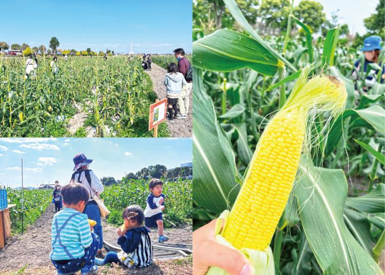 甘い！超高糖度のとうもろこし狩り6/17受付開始（先着30人・完全予約制）収穫後、生でかじれます！（福岡・みやま市）【イベント】
