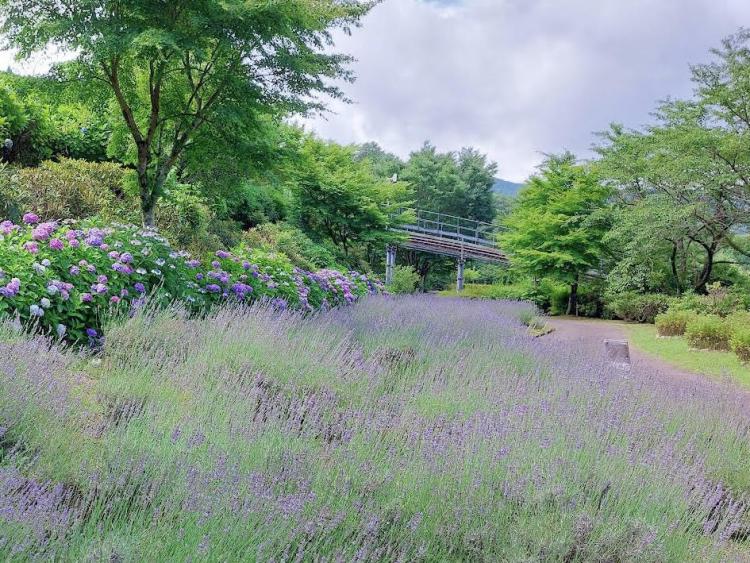 7/1、2、7～9 『英彦山花園』で初夏の香り楽しむ“ラベンダー摘み取り体験”