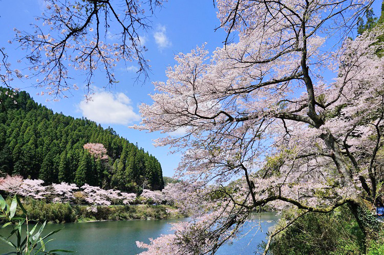 【桜イベント】3/23～31日向神ダムの千本桜愛でながら『やべ春まつり』（八女市）