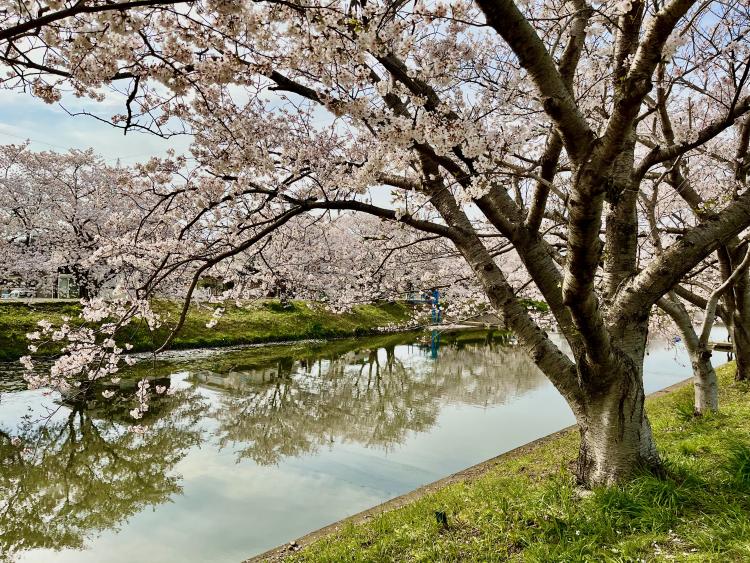 【桜＆お花見グルメ】圧巻の桜並木！地元通オススメの名所『池田川河畔』ベビーカーでも行けちゃう♪（糸島市）