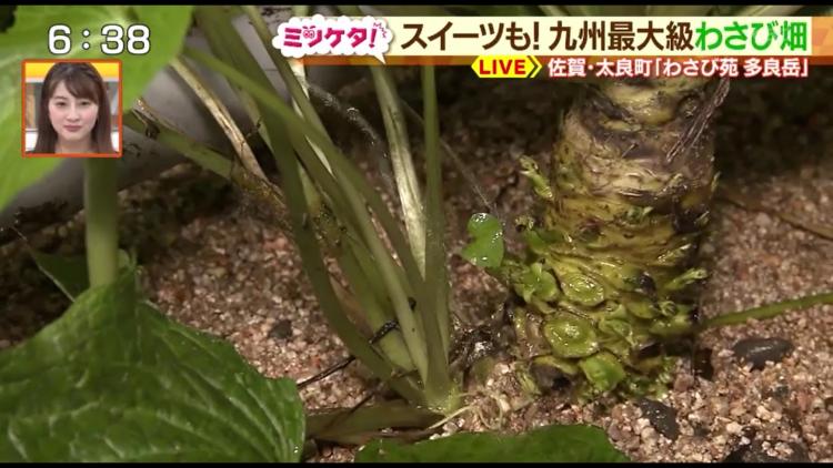 泣くほどウマい？！　多良岳の地下水で育つワサビ～ふるさとWish佐賀県～　