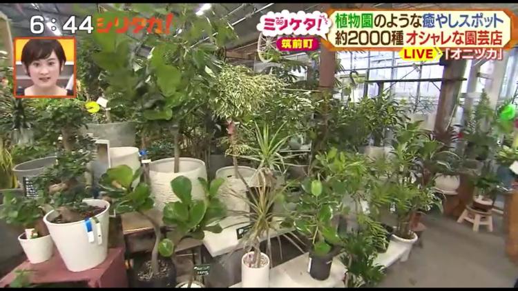 まるで植物園！2000種のグリーンに囲まれたオシャレ園芸店～ふるさとWish筑前町～