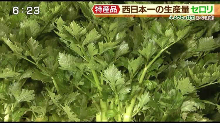 葉は濃い緑で、茎は丸みを帯び、肉厚！固い筋がなく、独特の香りも少ないので生のままでもイケる！