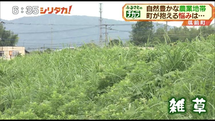 うっそうと茂る雑草！