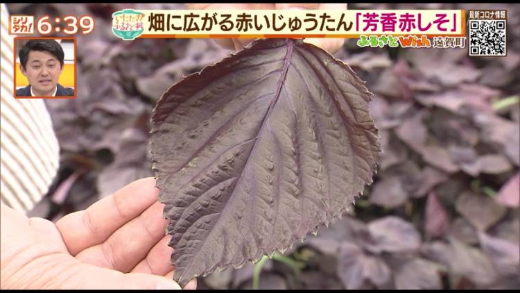 遠賀町の特産品「芳香赤しそ」