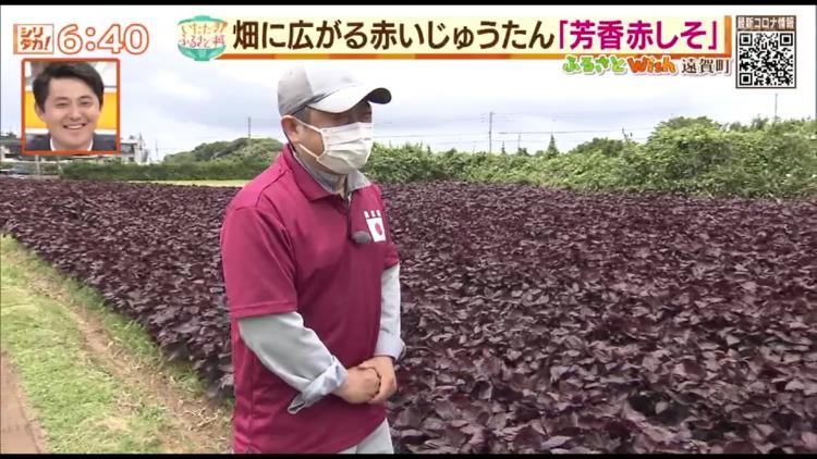 「芳香赤しそ」を栽培する門司真吾さん