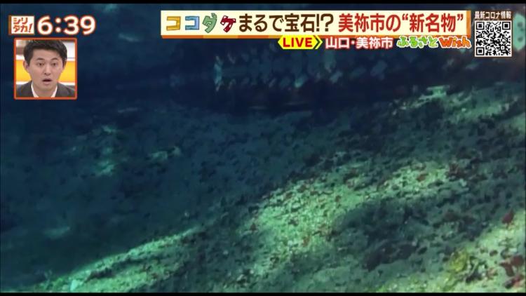 別府弁天池の水中の様子