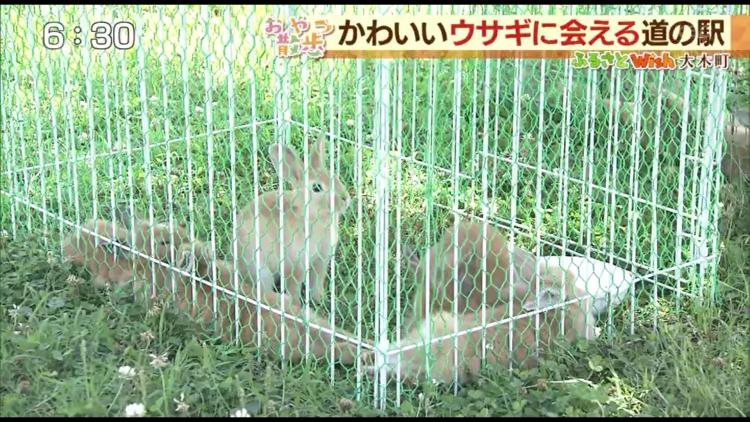 ウサギに会える♪「道の駅おおき」