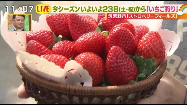 いよいよいちご狩りスタート！　真っ赤な宝石を食べまくろう♪～ふるさとWish筑紫野市～