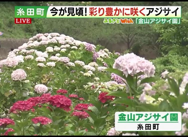 梅雨の時期が見頃！7000本の中からお気に入りのアジサイを探してみて♪ ～ふるさとwish糸田町～