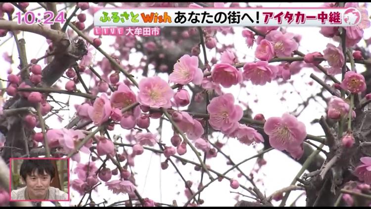 樹齢450年の「臥龍梅」　もうすぐ満開～ふるさとWish大牟田市～