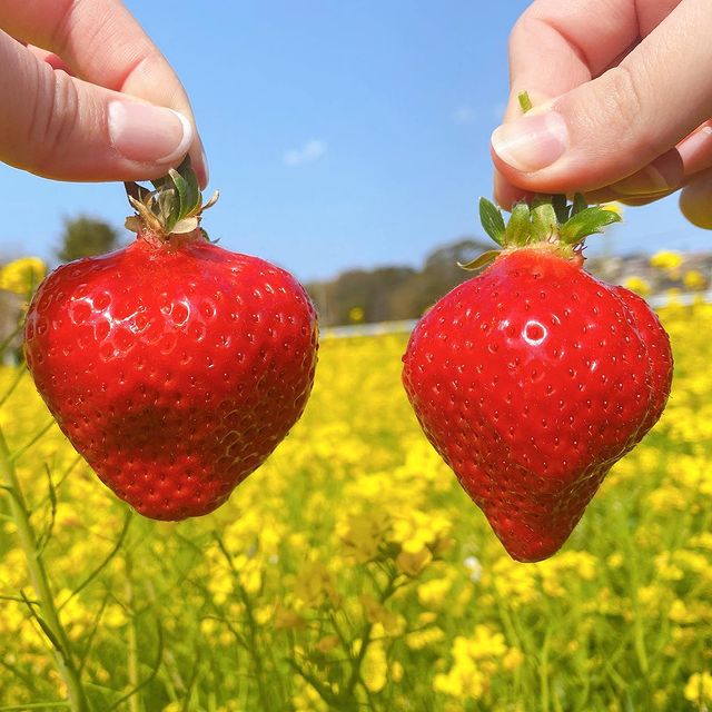 実は食べごろ！イチゴ狩りでは“ひび割れ”を狙え？！～ふるさとWish古賀市～